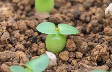 株式会社キュリオス